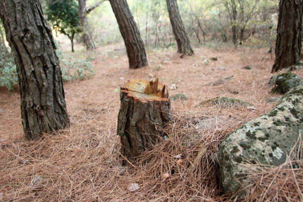 How Our Tree Care Process Works  in  Winfield, IN